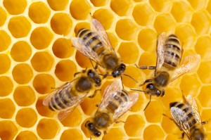 Bees working on honeycomb
